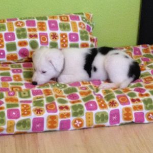 im atelier ists auch gemütlich - auf dem nigelnagelneuen low-budget hundebett, selbstgemacht