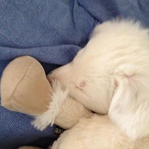 schlafenszeit mit kuscheldörte