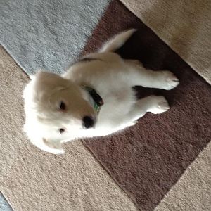 little miss sunshine