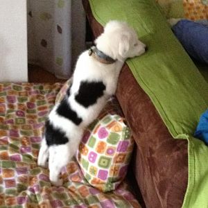 die couch der begierde