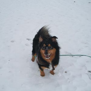 DSCF8100
Schnee ist ihr Element.