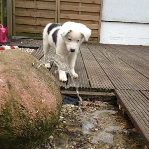 nanu? wo kommt das wasser her? das war doch gestern noch nicht da...
