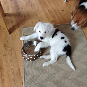 während die hühnerherzen auf dem herd kochen.... was will das hündchen mir wohl sagen? :D