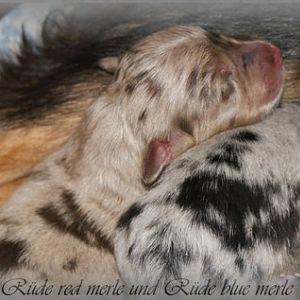 red merle und blue merle Ru