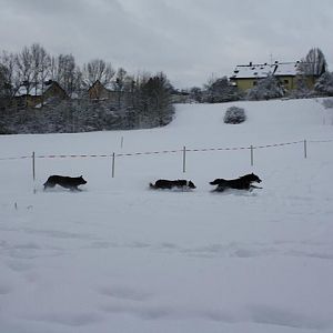 und ja er hält auch in dem alter noch mit aussies mit ;)