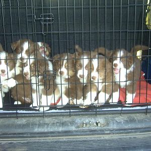 Ein Haufen Aussi Babys, Flynn und seine Geschwister.