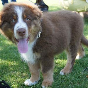 Flynn, 14 Wochen alt.