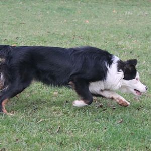 Bounty & Ihr Treibball