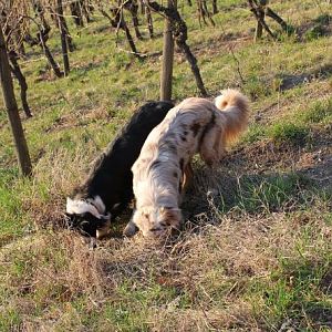 Wo sind die Mäuse ?!?!