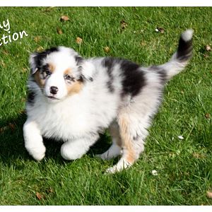 19 03 12 (21)B2klein