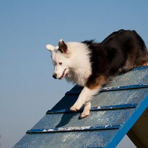 Australian Shepherd Teddy