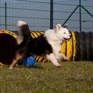 Australian Shepherd Teddy