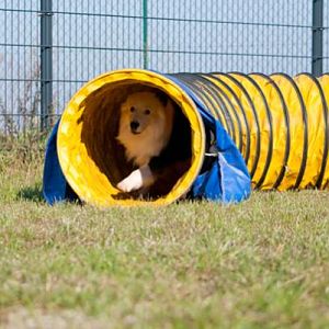 Australian Shepherd Teddy