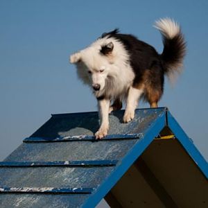 Australian Shepherd Teddy