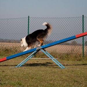 Australian Shepherd Teddy