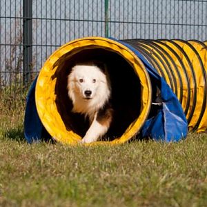 Australian Shepherd Teddy