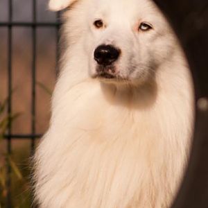 Australian Shepherd Teddy