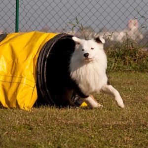 Australian Shepherd Teddy