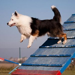 Australian Shepherd Teddy