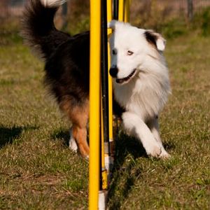 Australian Shepherd Teddy