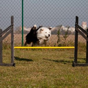 Australian Shepherd Teddy