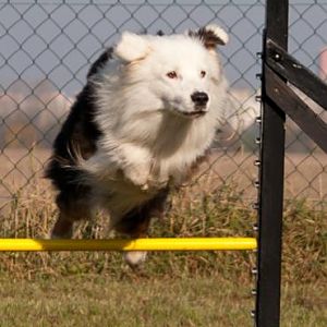 Australian Shepherd Teddy