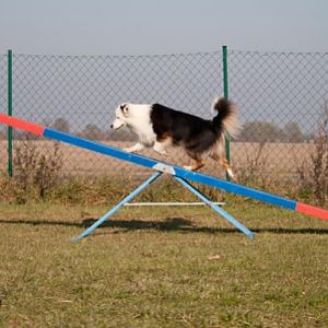 Australian Shepherd Teddy