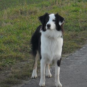 SAM 4431