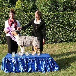 Königswinter 2011 Babe BOS + WB
Moon Rise Honey im Home - Babe