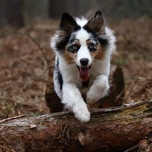 über Stock und Stein