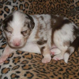 Klein Rose wird Ende April bei uns einziehen.