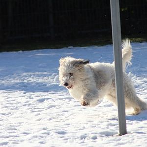 Fenja ist unsere Rudelchefin unter den Hunden :o).