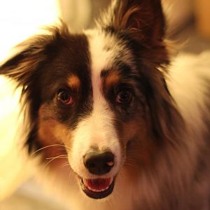 Ronja ist unser erster Aussie