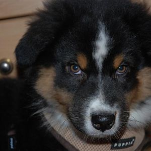 Cooper
