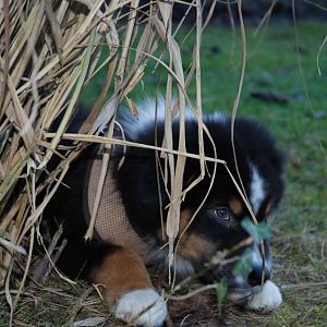 Cooper (25)