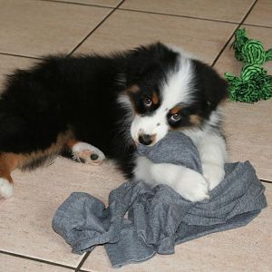 Bella 11 Wochen. Ihre ersten Tage bei uns zu Hause