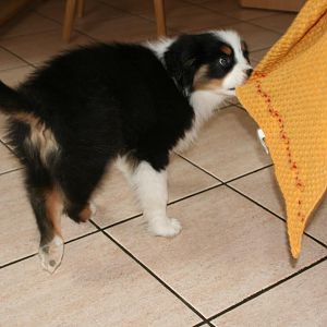Bella 11 Wochen. Ihre ersten Tage bei uns zu Hause