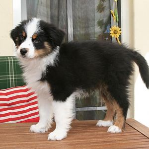 Bella 11 Wochen. Ihre ersten Tage bei uns zu Hause