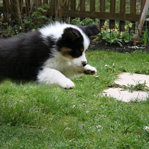 Bella 11 Wochen. Ihre ersten Tage bei uns zu Hause