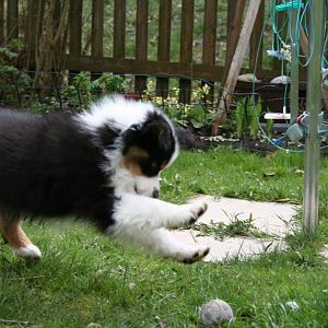 Bella 11 Wochen. Ihre ersten Tage bei uns zu Hause