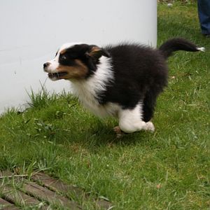 Bella 11 Wochen. Ihre ersten Tage bei uns zu Hause