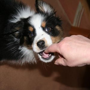 Bella 11 Wochen. Ihre ersten Tage bei uns zu Hause