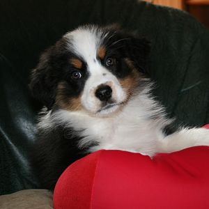 Bella 11 Wochen. Ihre ersten Tage bei uns zu Hause
