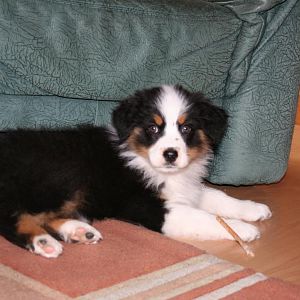 Bella 11 Wochen. Ihre ersten Tage bei uns zu Hause