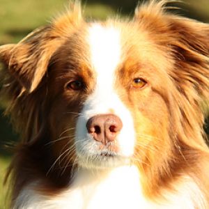 tiere018ko