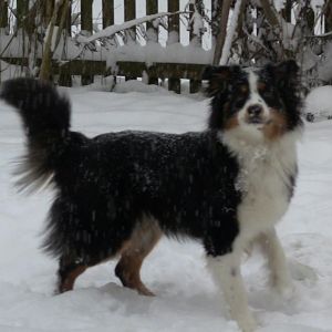 Toll im schnee