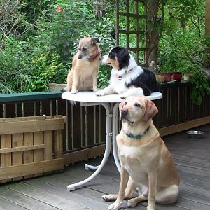 meine Gang