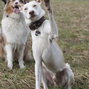 Sein bester Freund Mino