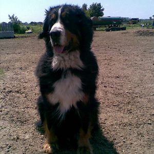 Unser Berner Sennenhund Balou leider im letzten Jahr im November mit fast 12 Jahren verstorben.