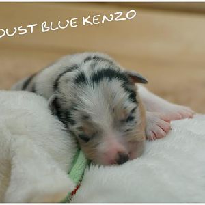 Kenzo 1. Woche